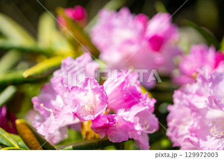 花が咲いた白山シャクナゲ 花が咲いた白山シャクナゲ 129972003