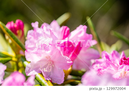 花が咲いた白山シャクナゲ 129972004