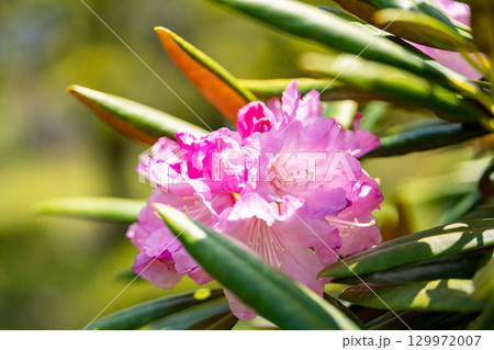 花が咲いた白山シャクナゲ 花が咲いた白山シャクナゲ 129972007