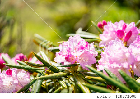 花が咲いた白山シャクナゲ 129972009