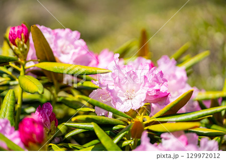 花が咲いた白山シャクナゲ 129972012