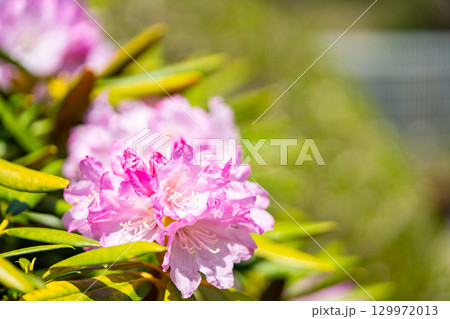 花が咲いた白山シャクナゲ 花が咲いた白山シャクナゲ 129972013
