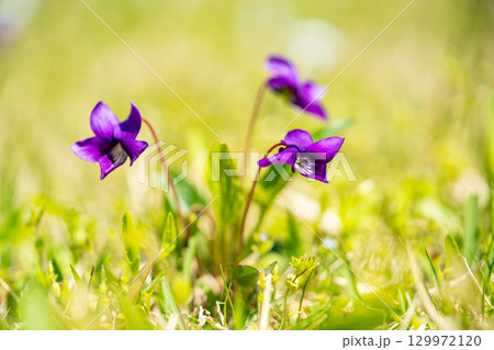 紫色のスミレの花 129972120