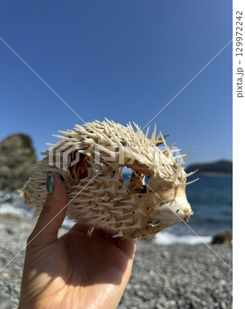 はりせんぼんの化石 はりせんぼんの化石 129972242