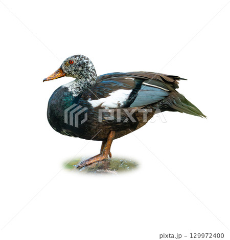White-winged Wood Duck standing on wet ground with striking black plumage, white wing patches, and bright orange bill White-winged Wood Duck standing on wet ground with striking black plumage, white wing patches, and bright orange bill 129972400