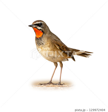 Siberian Rubythroat with its striking red throat patch standing upright, showcasing its delicate brown and white plumage. 129972404