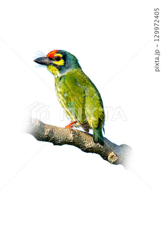 A colorful Coppersmith Barbet perched on a tree branch, showcasing its vivid green feathers with a striking red forehead and yellow face pattern A colorful Coppersmith Barbet perched on a tree branch, showcasing its vivid green feathers with a striking red forehead and yellow face pattern 129972405