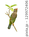 A Lineated Barbet perched on a branch, showing its green feathers and streaked chest while gazing upward near fresh green leaves. 129972406