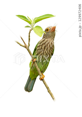 A Lineated Barbet perched on a branch, showing its green feathers and streaked chest while gazing upward near fresh green leaves. A Lineated Barbet perched on a branch, showing its green feathers and streaked chest while gazing upward near fresh green leaves. 129972406