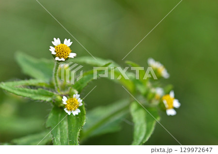 ハキダメギク(掃溜菊) ハキダメギク(掃溜菊) 129972647