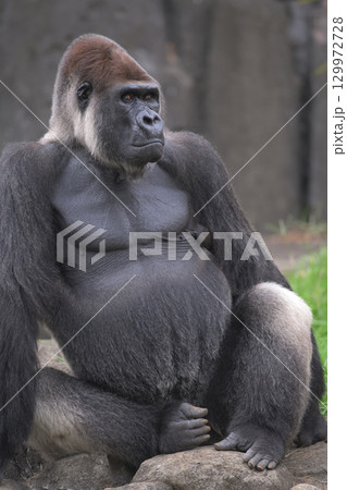 横目で動物園の客を観察するゴリラ 129972728