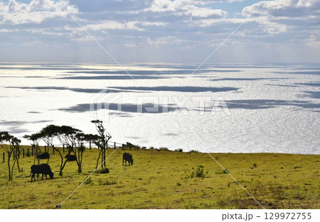 八丈島で放牧される黒牛　東京 129972755
