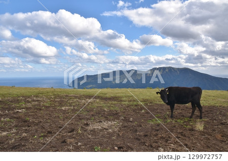 八丈島で放牧される黒牛 東京 八丈島で放牧される黒牛 東京 129972757