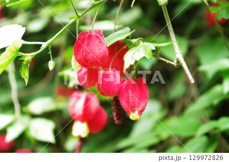 鎌倉ハイキングコースのアブチロン 129972826