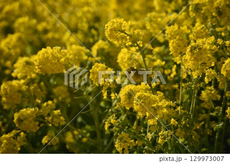 菜の花にとまるメジロ 129973007