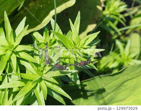 カオジロトンボの異常連結 129973029