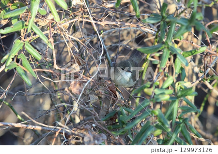 ヤブヨシキリ ヤブヨシキリ 129973126