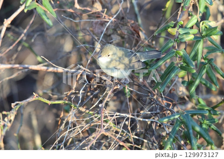 ヤブヨシキリ 129973127