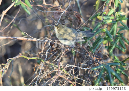 ヤブヨシキリ ヤブヨシキリ 129973128