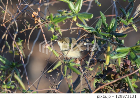 ヤブヨシキリ ヤブヨシキリ 129973131