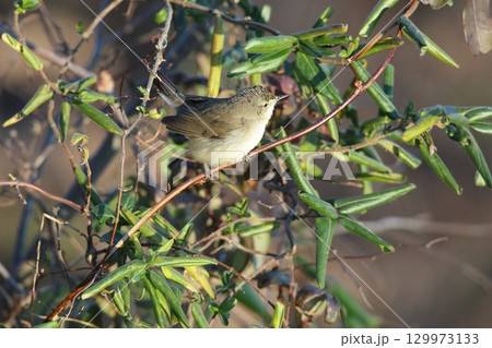 ヤブヨシキリ ヤブヨシキリ 129973133