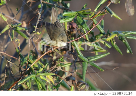 ヤブヨシキリ 129973134