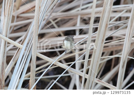 ヤブヨシキリ ヤブヨシキリ 129973135