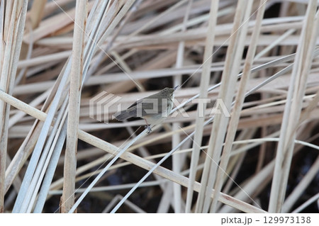 ヤブヨシキリ 129973138