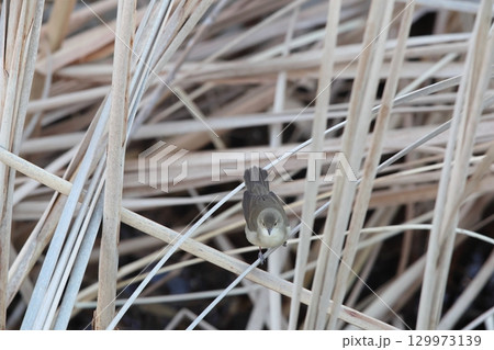 ヤブヨシキリ 129973139