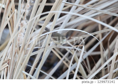 ヤブヨシキリ ヤブヨシキリ 129973141