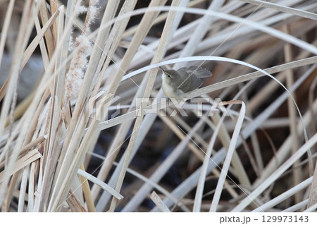 ヤブヨシキリ ヤブヨシキリ 129973143