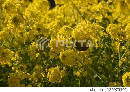 黄色い菜の花 129973305