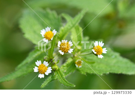 ハキダメギク(掃溜菊) ハキダメギク(掃溜菊) 129973330