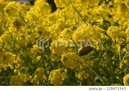 黄色い菜の花とメジロ 129973343
