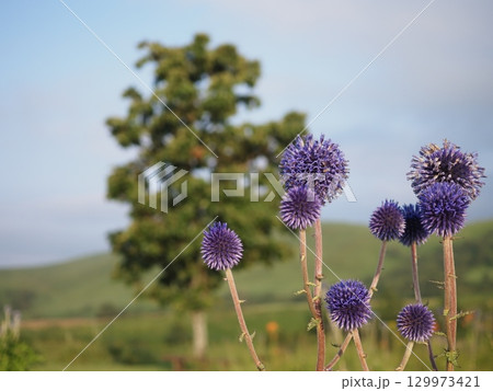 青空に映えるヒゴダイ 129973421