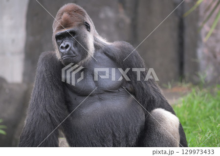うなだれて元気が出ない日もあるゴリラ うなだれて元気が出ない日もあるゴリラ 129973433