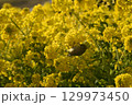 菜の花にとまるメジロ 129973450