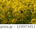 黄色い菜の花 129973451