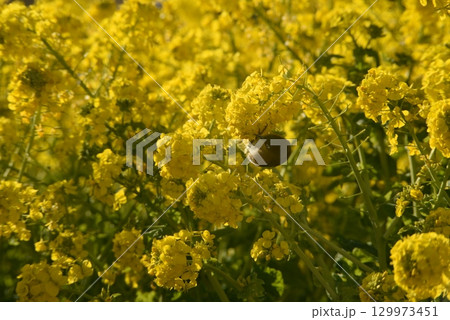 黄色い菜の花 129973451
