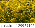 菜の花にとまるメジロ 129973492