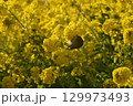 菜の花にとまるメジロ 129973493