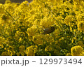 菜の花にとまるメジロ 129973494