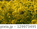 黄色い菜の花とメジロ 129973495