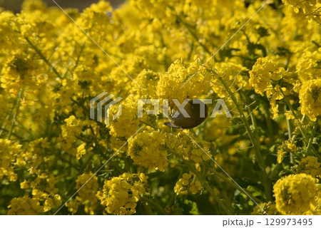 黄色い菜の花とメジロ 黄色い菜の花とメジロ 129973495