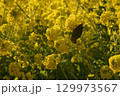 黄色い菜の花とメジロ 129973567