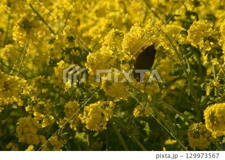 黄色い菜の花とメジロ 129973567