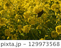 菜の花にとまるメジロ 129973568