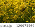 菜の花畑にいるメジロ 129973569