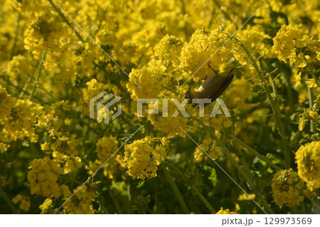 菜の花畑にいるメジロ 129973569