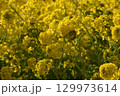 黄色い菜の花 129973614